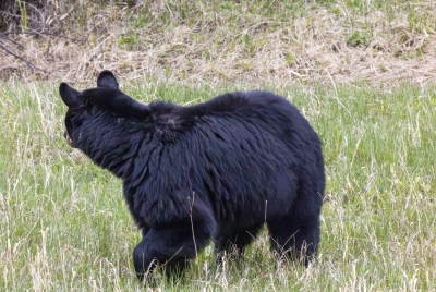 Black Bear Mother May 2025